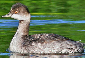 Black-necked Grebe