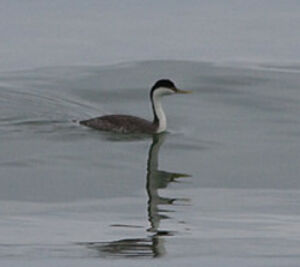 Western Grebe