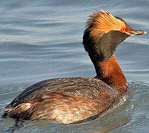 Horned Grebe