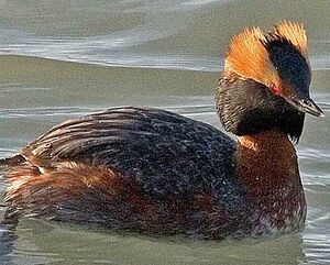 Horned Grebe