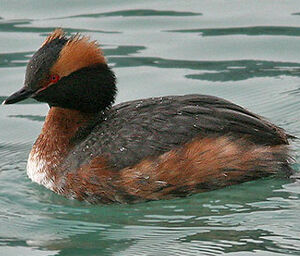Horned Grebe