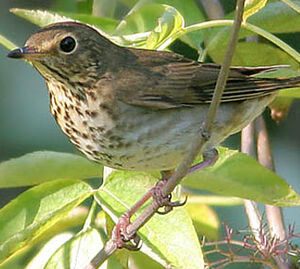 Grive � dos olive