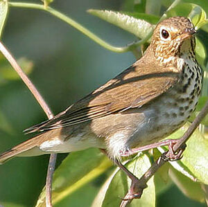 Grive � dos olive