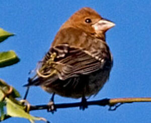 Blue Grosbeak