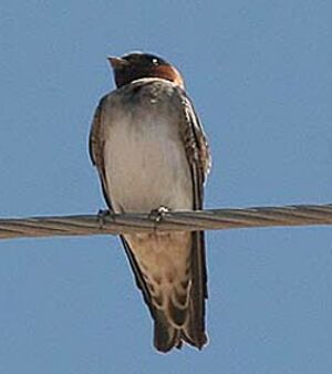 American Cliff Swallow