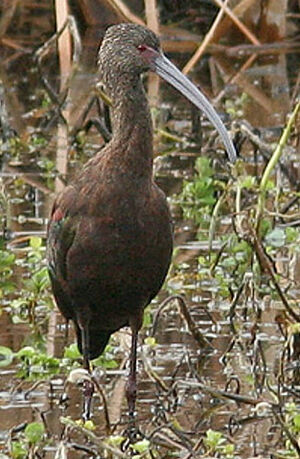 Ibis � face blanche