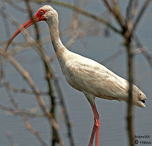 Ibis blanc