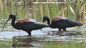 Glossy Ibis 
&copy; Hans Spiecker