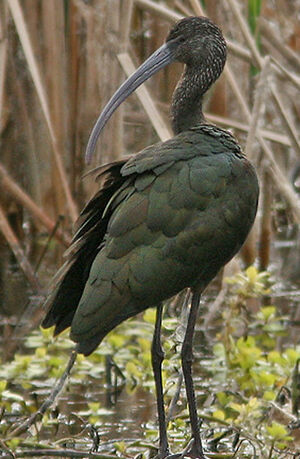 Glossy Ibis 
&copy; Hans Spiecker