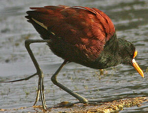 Jacana du Mexique