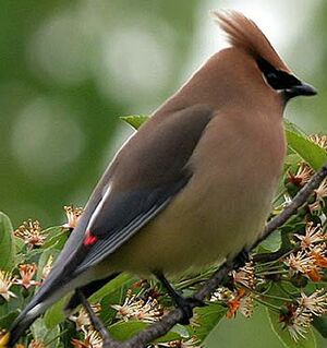 Cedar Waxwing