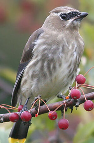 Cedar Waxwing