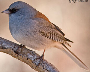 Junco ardoisé