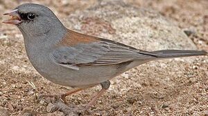 Junco ardois�