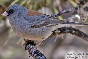 Junco ardoisé