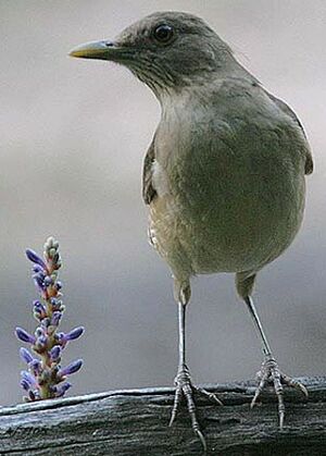 Clay-colored Thrush
