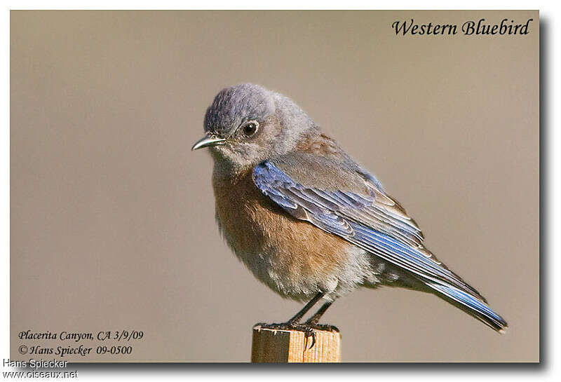 Western Bluebird female adult, identification