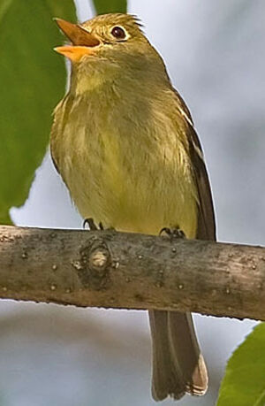 Moucherolle � ventre jaune