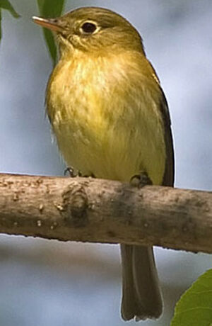 Moucherolle � ventre jaune