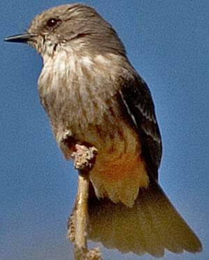 Vermilion Flycatcher