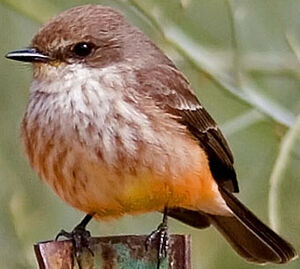 Vermilion Flycatcher