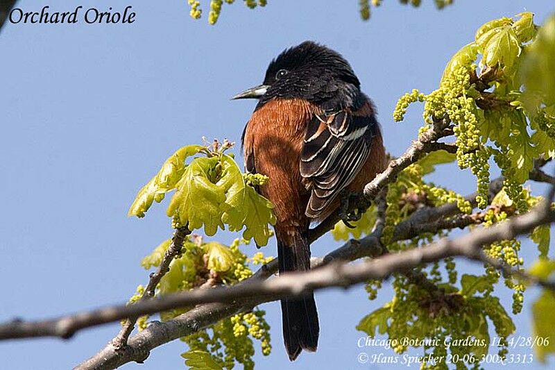 Orchard Oriole male adult breeding