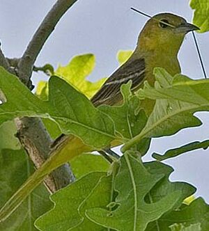 Orchard Oriole
