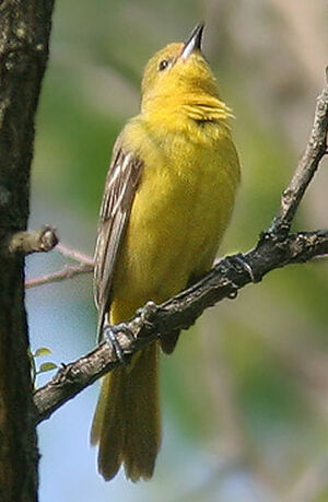 Orchard Oriole