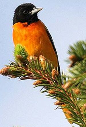 Oriole du Nord