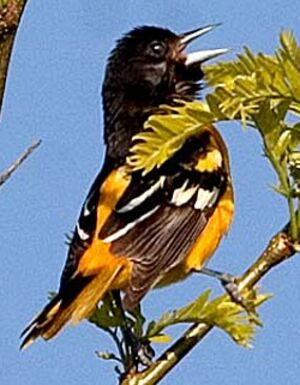 Oriole du Nord