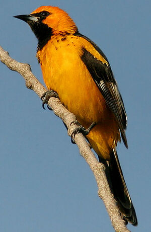 Spot-breasted Oriole