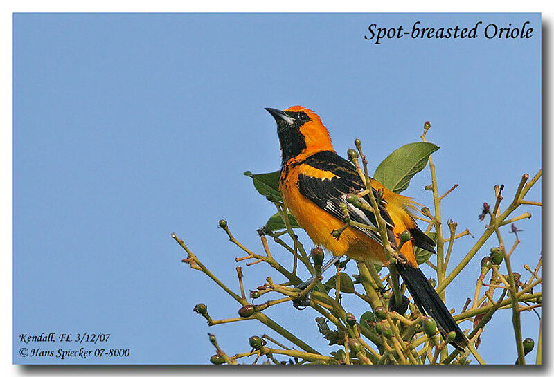 Spot-breasted Oriole male adult