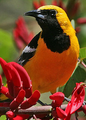 Hooded Oriole