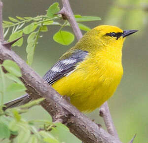 Blue-winged Warbler