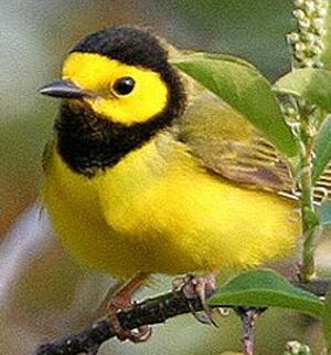 Paruline � capuchon