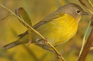 Paruline � joues grises