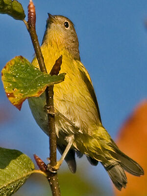Paruline � joues grises