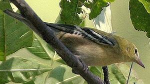 Bay-breasted Warbler