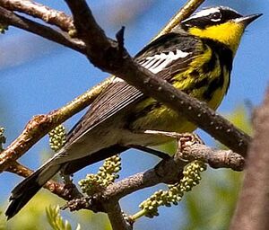 Paruline à tête cendrée