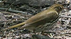 Paruline couronn�e