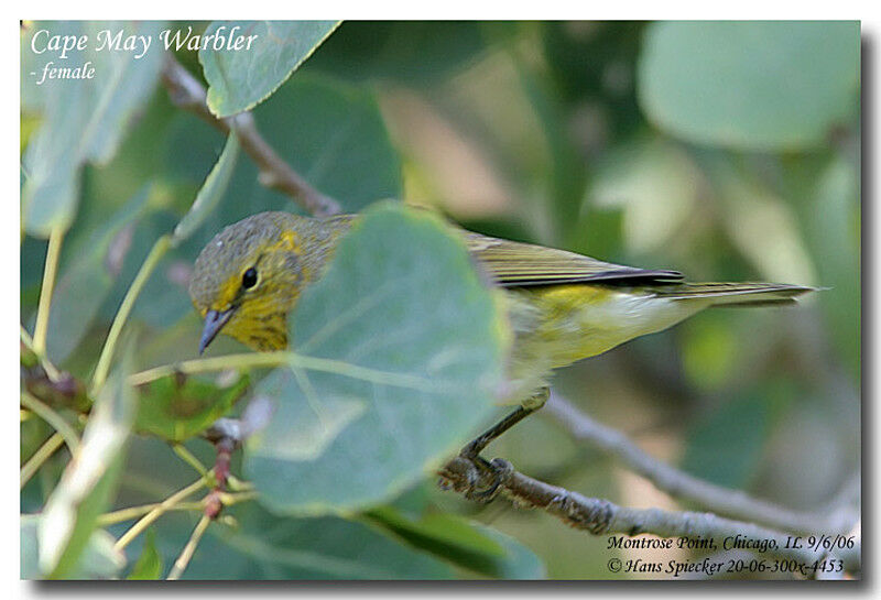 Cape May Warbler female adult