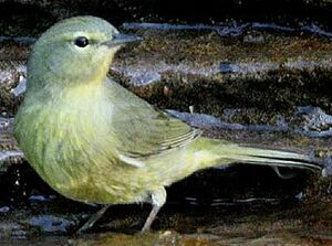 Paruline verd�tre