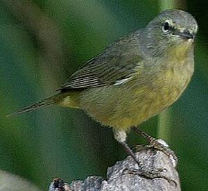 Paruline verd�tre