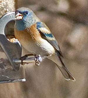 Lazuli Bunting