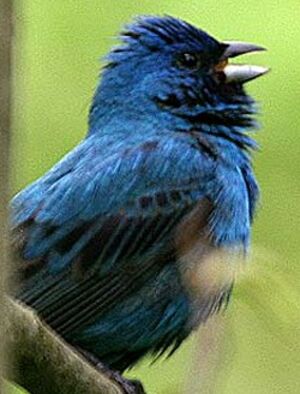Indigo Bunting