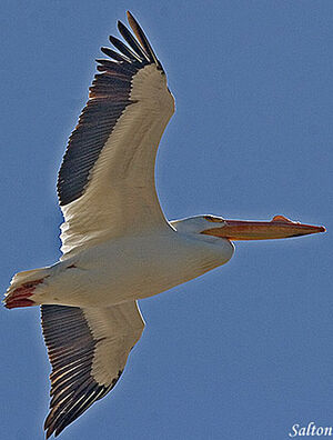 American White Pelican