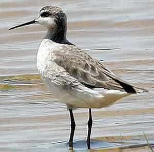 Phalarope de Wilson