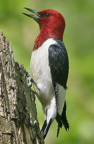 Red-headed Woodpecker