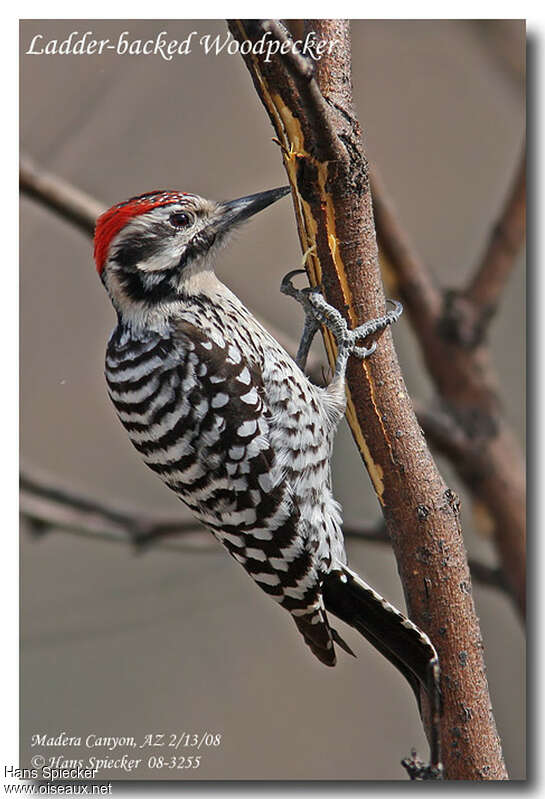 Ladder-backed Woodpecker male adult, identification