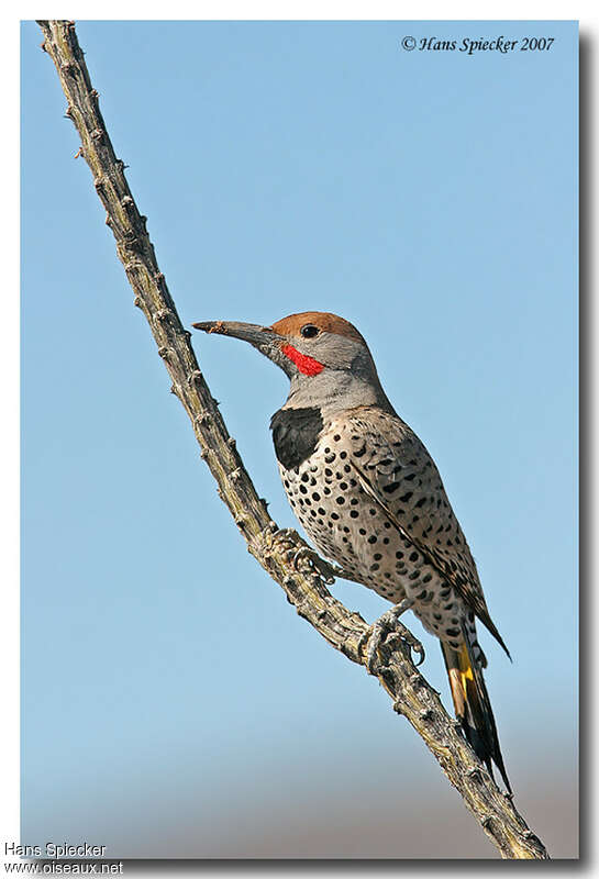 Gilded Flicker male adult